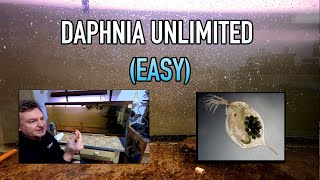 How I Raise Daphnia Water Fleas And You Can Too [upl. by Mick]