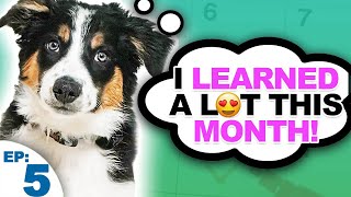 Puppy Training Expectations And Goals For The First Month [upl. by Dysart]