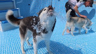 Huskies Set Up The BIG Pool [upl. by Nannaihr503]