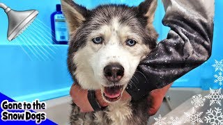 Oakley the Husky Gets a Bath  Stubborn Husky Needs a Bath  Bath Time Challenge [upl. by Thais101]