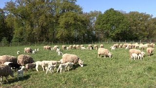 Lélevage des moutons à la Bergerie nationale [upl. by Rosemarie]