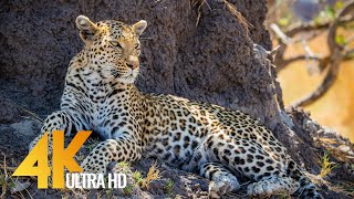 4K Wildlife in Africa  Leopards amp Cheetahs  Big Cats of Africa 35 HOUR Video [upl. by Latoya]