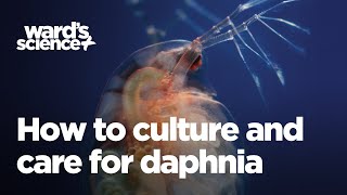 Caring and Culturing for Daphnia [upl. by Aem]