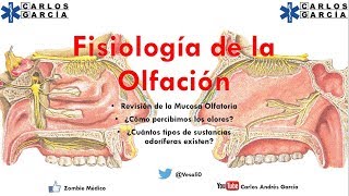 Fisiología  Olfato ¿Cómo percibimos y diferenciamos olores [upl. by Ardnaeel455]