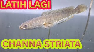 Ngelatih Mental Channa Striata [upl. by Nnyrat177]