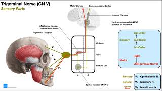 Cranial Nerve V  Trigeminal Nerve Part 2  Origin Structure Pathway amp Function [upl. by Cob]