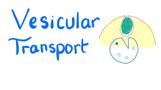 Vesicular Transport  Endocytosis and Exocytosis  Cell Physiology [upl. by Ablem]