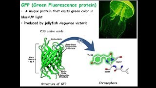 GFP Green Fluorescent Protein GFP tagging [upl. by Bettzel]