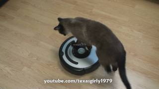 Cat shows HOW TO use iRobot Roomba Vacuum [upl. by Odnam881]