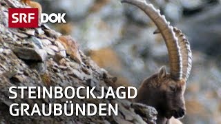 Steinbockjagd in Graubünden  Herr Jäger und sein Bock  Reportage  SRF [upl. by Wampler]