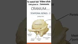 temporal bone [upl. by Moritz]