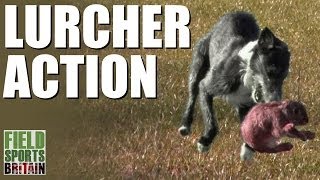 Fieldsports Britain  Lurcher action [upl. by Fantasia642]