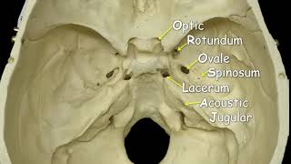 Cranial Foramina  Mnemonic Phrase [upl. by Novehs]