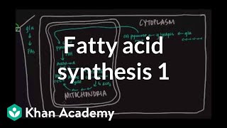 Fatty Acid Synthesis  Part I [upl. by Nnylyaj393]