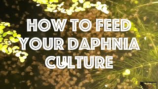 How To Feed Your Daphnia Culture [upl. by Cerf]