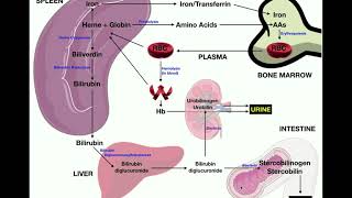 Anatomy  Erythrocyte RBC Metabolism [upl. by Tony598]