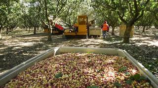 Pistachio Harvest [upl. by Jala]