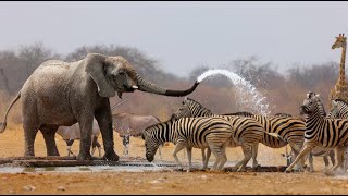 Wild Life  Nature Documentary Full HD 1080p [upl. by Mandy]