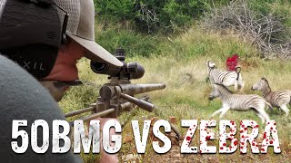 50 BMG VS ZEBRA [upl. by Inimak]