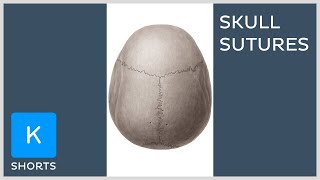 Sutures of the skull mnemonic  Kenhub shorts [upl. by Cho]