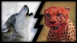 Guépard vs Loup Gris  Qui gagnerait le duel [upl. by Seroled]