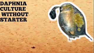 HOW TO CULTURE DAPHNIA NATURALLY WITHOUT A STARTER [upl. by Dannel]