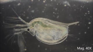 Daphnia magna under the Microscope [upl. by Jacynth]