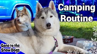 My Dogs Camping Routine  Huskies Camping Routine 2018 [upl. by Nashoma352]