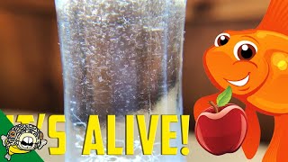 How to culture Vinegar Eels The EASY Way Live Fish Food [upl. by Nofets]