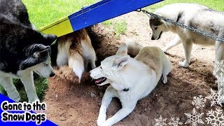 Five Huskies Playing Together  Dirt right in the Face [upl. by Xed]