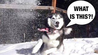 Meeka The Husky Sees Snow For The FIRST Time ❄️ ⛄️ [upl. by Aikemehs]