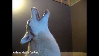 Siberian Husky Howling Compilation [upl. by Viking]