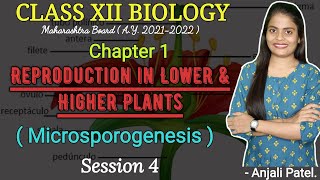 Class XII BIOLOGY REPRODUCTION IN LOWER AND HIGHER PLANTS  Microsporogenesis [upl. by Lyrem]