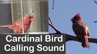 Cardinal Bird Calling Sound [upl. by Dnalsor]