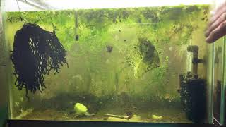 Scuds Daphnia Cherry Shrimp Copepods My aquatic food culture [upl. by Antonetta]