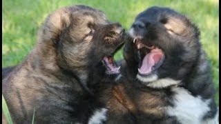 Caucasian Shepherd  Most Powerful Puppies [upl. by Linus]