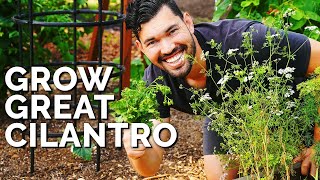 How to Grow CilantroAnd Stop It From BOLTING [upl. by Nosnev]