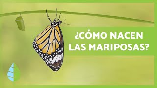 Cómo nacen LAS MARIPOSAS 🦋 Tipos hábitat y Curiosidades [upl. by Aihseuqal]