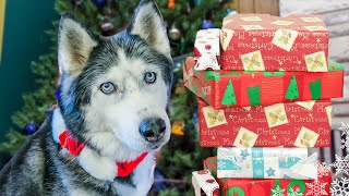 Rescued Husky Oakleys FIRST Christmas 🎄 Dogs Opening Christmas Presents [upl. by Daven]