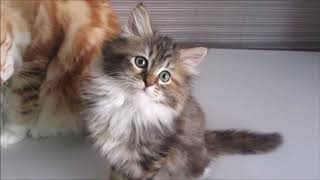 Litter T 8 weeks old siberian kittens [upl. by Aima]