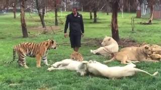 Tiger Saves Man From A Leopard Attack [upl. by Casie]