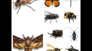 Insect Sounds Compilation 19 insects [upl. by Fabrin]