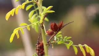 How to Plant Glycyrrhiza Glabra Sweet Root For Beginners [upl. by Sievert]