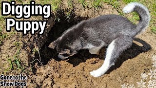 Husky Puppy Learns to Dig [upl. by Ofilia849]