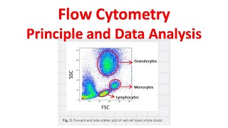 Flow cytometry Tutorial  Flow Cytometry Data Analysis  Flow cytometry Gating [upl. by Adnir342]