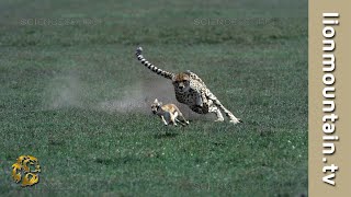 You Wont Believe How Fast a Cheetah Can Catch a Gazelle [upl. by Dorena]