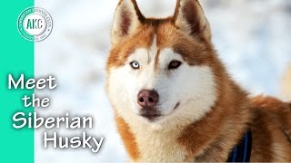 Meet the Siberian Husky [upl. by Caughey]