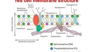 Red blood corpuscle membrane structure and defect [upl. by Adilen]