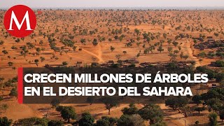 ¡Increíble Encuentran millones de árboles en el desierto del Sahara [upl. by Enyledam]