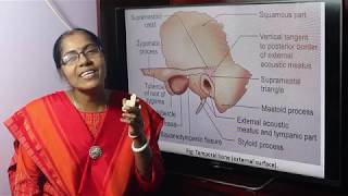 Lecture On Temporal bone [upl. by Lodge]